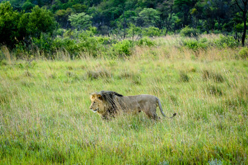 Löwen im Nationalpark
