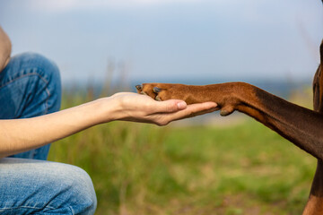 Paw of a brown-and-tan doberman dobermann dog in the human girl's hand. Close-up on a blurred background of grass and sky. Horizontal orientation.