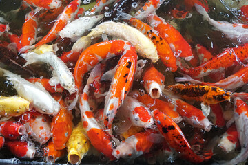 Fancy carp, Mirror carp or Koi fish in the pond is opening its mouth and waiting to eat food.