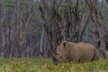 The Black Rhino of Africa!!!
