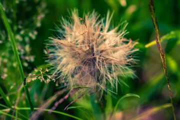 thistle in the grass