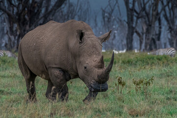 Obraz premium The Black Rhino of Africa!!!