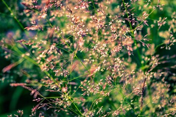 grass