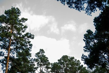 Trees on a gray sky background.