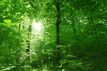 Europe forest in the morning sun - ecology
