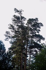 Two tall trees in the forest.