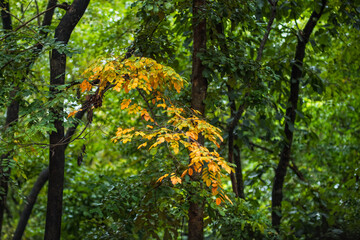 Yellow leaves in the forest