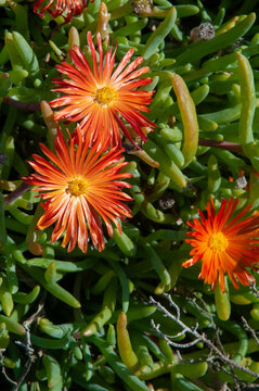 Beautiful orange mediterranean flower Coppery Mesemb (Malephora crocea)