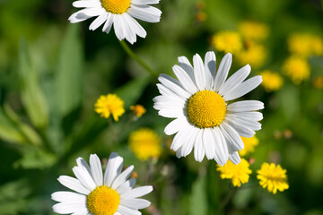 Fototapeta premium Margeritenblüten