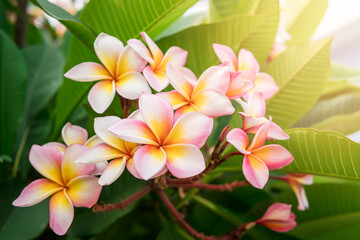 plumeria flower pink and yellow