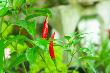 red hot chili peppers