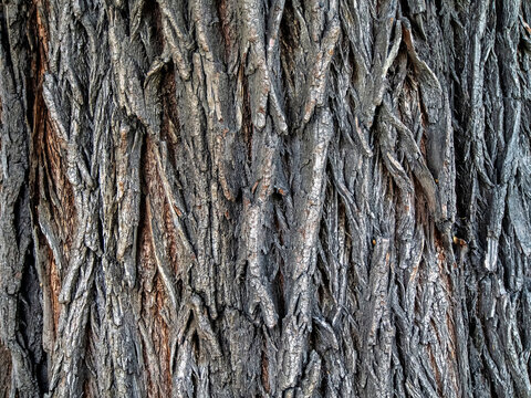 texture of the bark of a large old elm