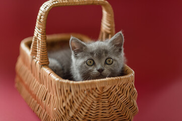 Fototapeta na wymiar little cute gray kitten british cat lies in a basket on a red isolated background
