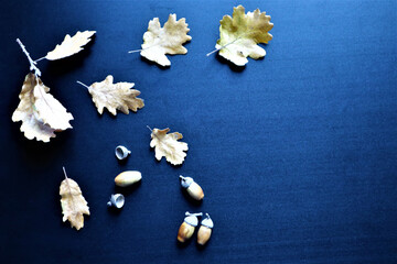 Obraz na płótnie Canvas oak leaves and acorns on a black background.