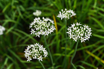 Chinese Chive flower field.