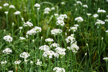 Fototapeta premium Bee on Chinese Chive flower.