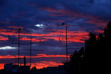 Fototapeta na wymiar Three crow birds sitting on the antenna with the colorful sunset behind