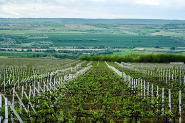 Growing vineyards in Moldova