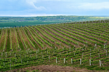 Fototapeta na wymiar Growing vineyards in Moldova