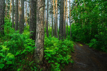 Fototapeta na wymiar Pathway through beautiful summer forest with different trees