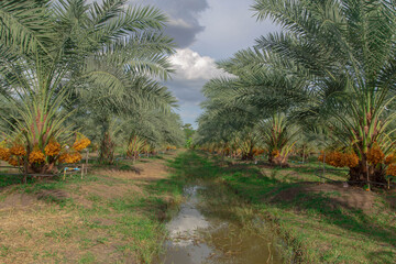 Bunch of palm fruit Thailand. Agriculture economy