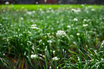 Fototapeta premium Chinese Chive flower field
