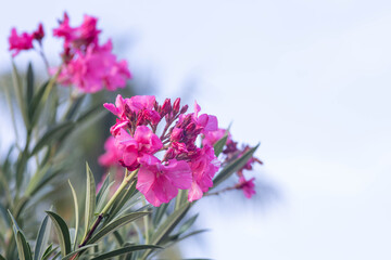 pink and white oleander Nerium flower on a  white background.