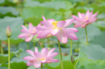 Obraz premium 咲き誇るハスの花