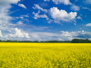 Obraz premium Natural landscape with blooming rapeseed field, blue sky with clouds on a sunny summer day