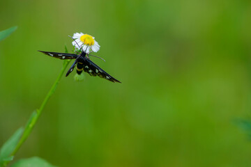 
black butterfly with white dots on wings sits on a camomile