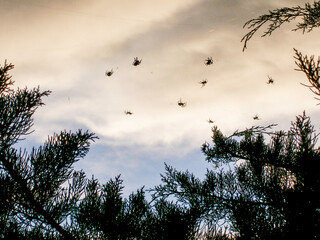 Obraz premium Flying spiders under a cloudy sky