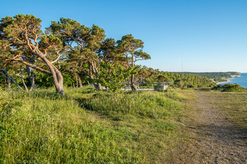 Scots Pine growing at Högklint, which is a nature reserve on a cliff just south of Visby on...