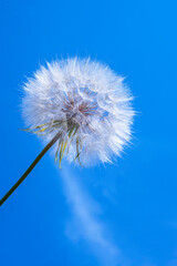  A white dandelion head against a blue sky and a thin white cloud. Conceptual photo. Copy space for text. Vertical format. Postcard.