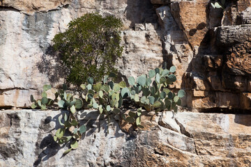 Cactus in a desert landscape