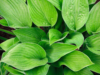 Fresh leaves of various shapes and shades of green from light to dark with a white border around the edge. View from above. Green background.