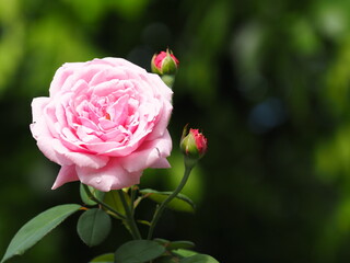 blooming pink rose in dark green garden bokeh background