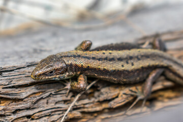 A small lizard hid among the stones and rotten remains of a tree in the forest