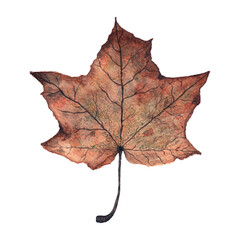 Watercolor realistic autumn maple leaf isolated on white background. Withered fall leaf highly detailed