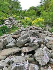 Rocks and greens in the forest