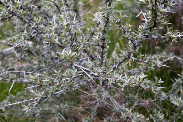 sea buckthorn plant at beginning of spring