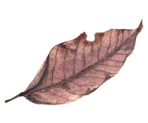 Watercolor realistic autumn leaf cut out on white background. Withered fall leaf highly detailed