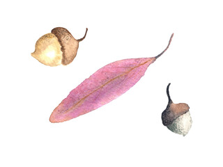 Watercolor autumn leaf and two acorns cut out on white background.