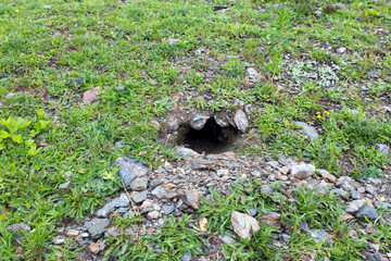 Obraz premium A marmot hole in high mountain