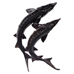 Fresh sterlet or sturgeon fish isolated on white background. different views