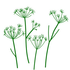 Wild umbrella dry herbs. Vector illustration