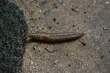 Brown slug snail crawling from concrete onto a rug