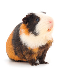 Guinea pig isolated.