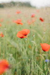 Obraz premium Beautiful poppy field. Red poppies in the field.