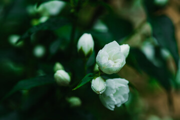 Jasmine white blossom branches. Selective focus. 