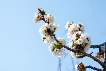 Flowering fruit tree in Moldova